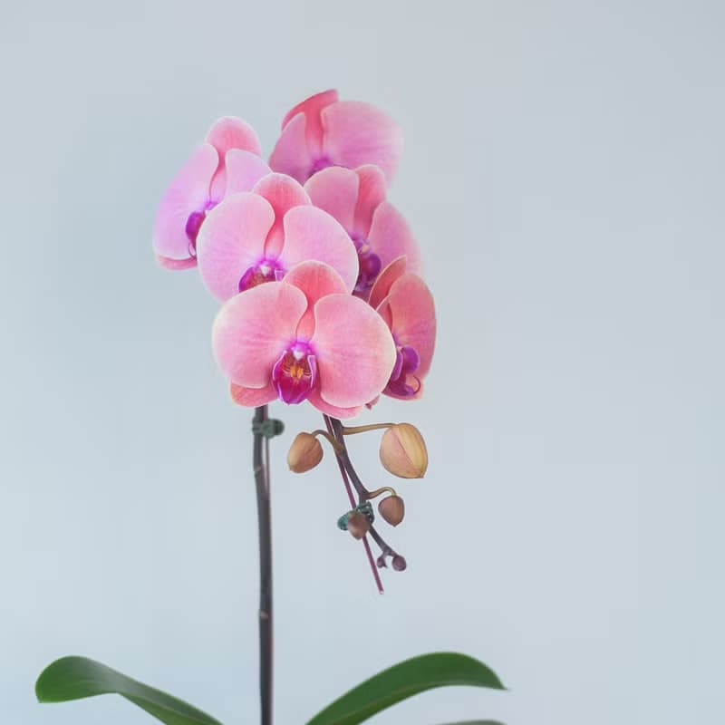 深粉蜜桃蘭花盆栽 | 榮升 | 開幕送禮 | 居家佈置