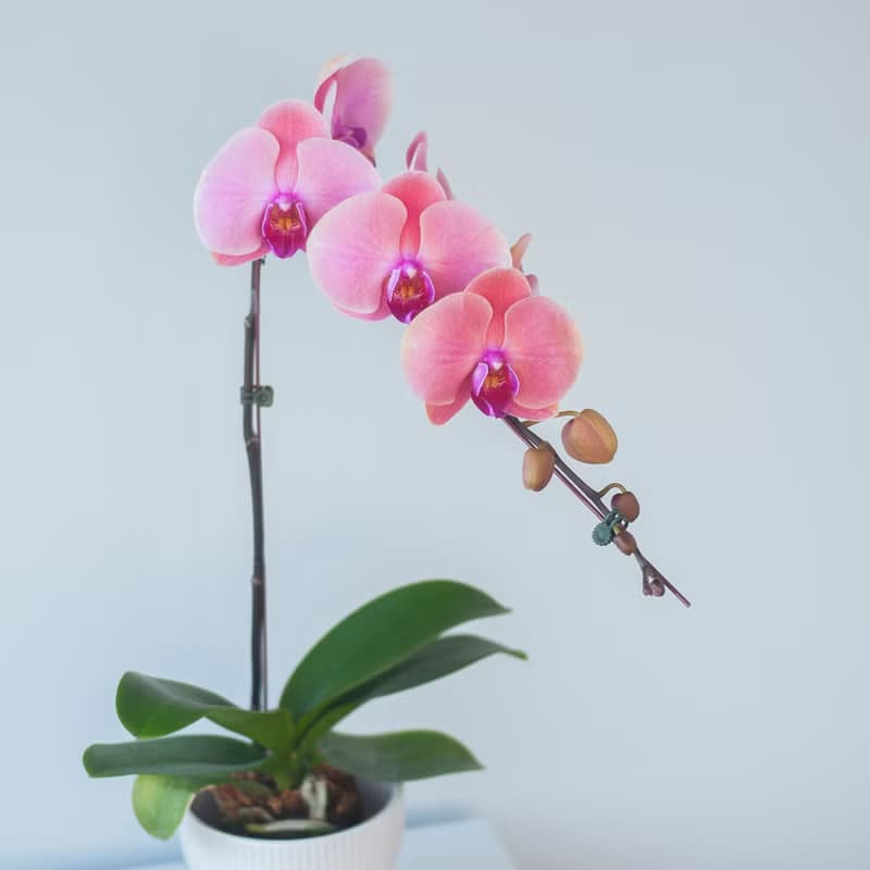 深粉蜜桃蘭花盆栽 | 榮升 | 開幕送禮 | 居家佈置