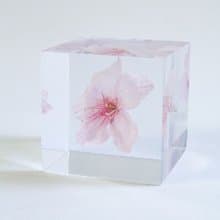 Sola cube 大寒櫻花立方塊_高尚、純潔
