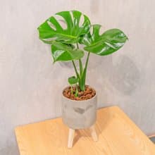 龜背芋水泥盆栽 落地盆栽 小高木腳水泥盆栽 開幕送禮 喬遷禮物