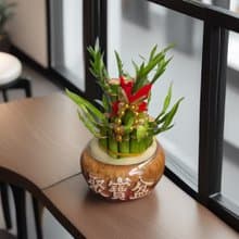 【開運竹】水植盆栽 開幕新居喬遷送禮居家店面擺設