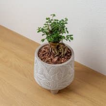榆樹  小樹葉紋 水泥盆栽 桌上盆栽 開幕送禮 喬遷禮物
