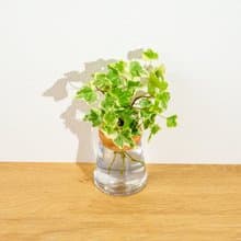 常春藤 三角水耕盆栽 室內植物 觀葉植物 禮物 水培