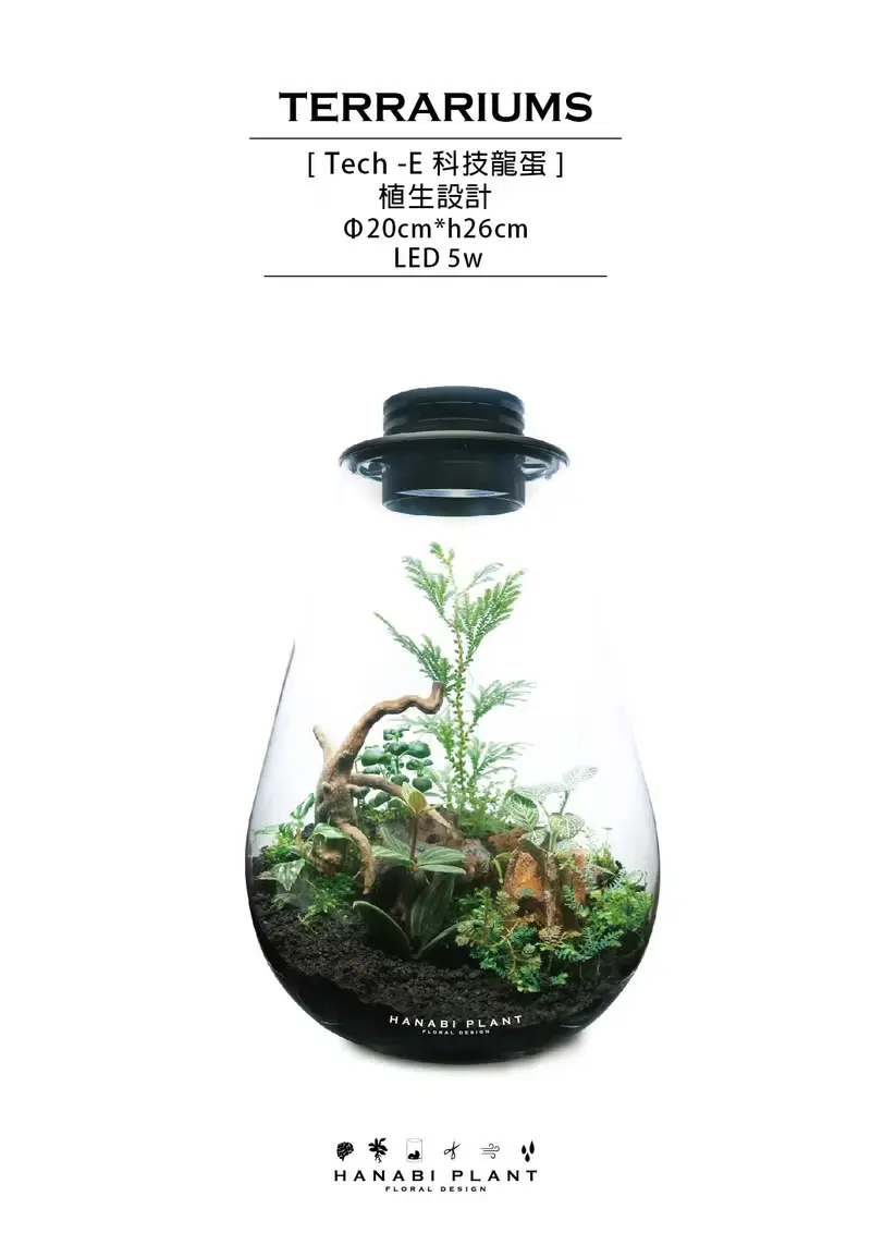 【訂製】蕨醒科技生態瓶-龍蛋款