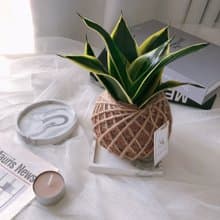 小苔球 虎尾蘭 植栽 淨化空氣 辦公桌植栽