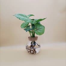 水培植物  合果芋 水蜜桃合果芋 懶人植栽 玻璃圓瓶 室內植栽