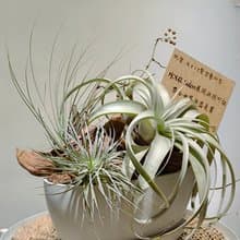 永續祝福空氣鳳梨組盆 | 有植