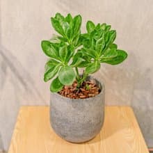 8吋白水木 水泥盆栽 桌上型盆栽  辦公室植栽 開幕送禮 喬遷禮物