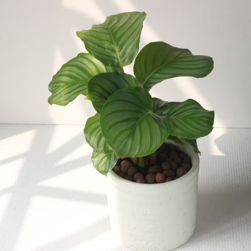 植栽 盆栽 l 青蘋果竹芋 (大盆)  圓柱帶孔透氣水泥盆 室內植物