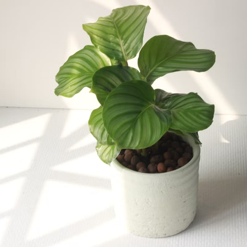 植栽 盆栽 l 青蘋果竹芋 (大盆)  圓柱帶孔透氣水泥盆 室內植物