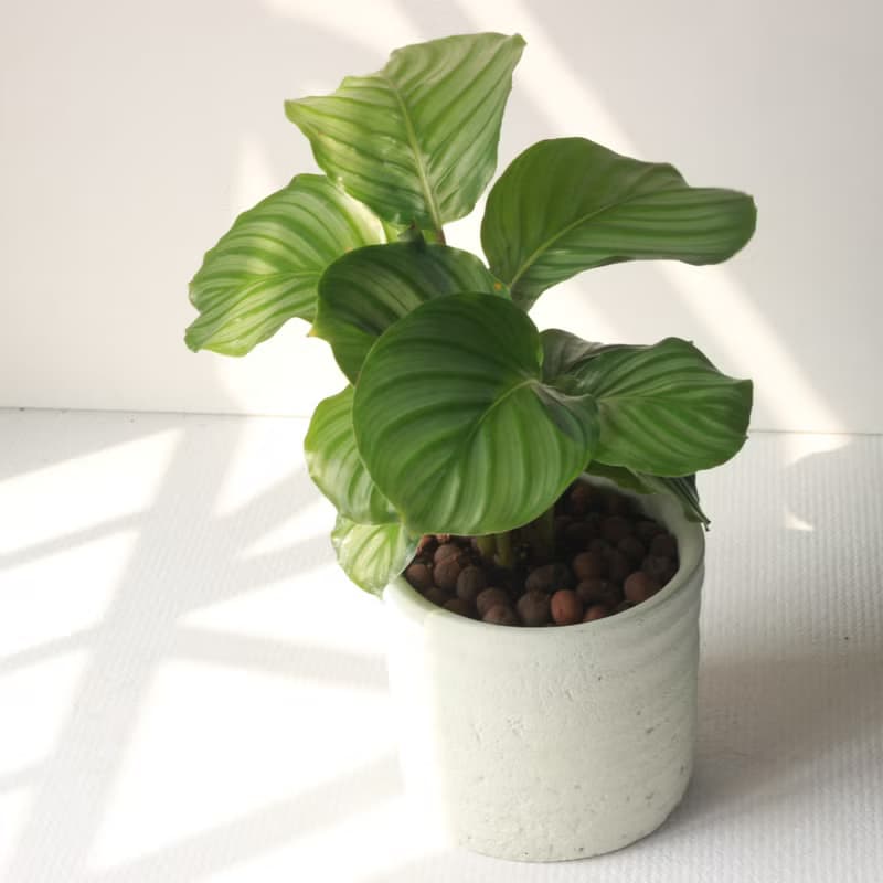 植栽 盆栽 l 青蘋果竹芋 (大盆)  圓柱帶孔透氣水泥盆 室內植物