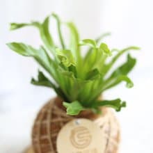 自然系植栽/PD115*鹿角山蘇/小苔球/年節花禮/開幕花禮