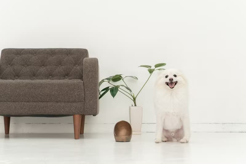 Golden Ceramic  ペットボウル　食器スタンド　小型犬　中型犬　ネコ　陶器