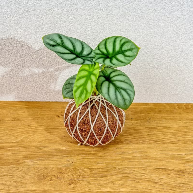 苔球植物 銀龍觀音蓮苔球 苔玉 禮物 送禮 桌上盆栽