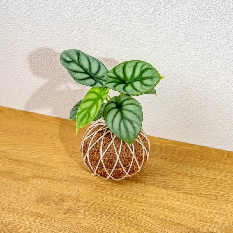 苔球植物 銀龍觀音蓮苔球 苔玉 禮物 送禮 桌上盆栽