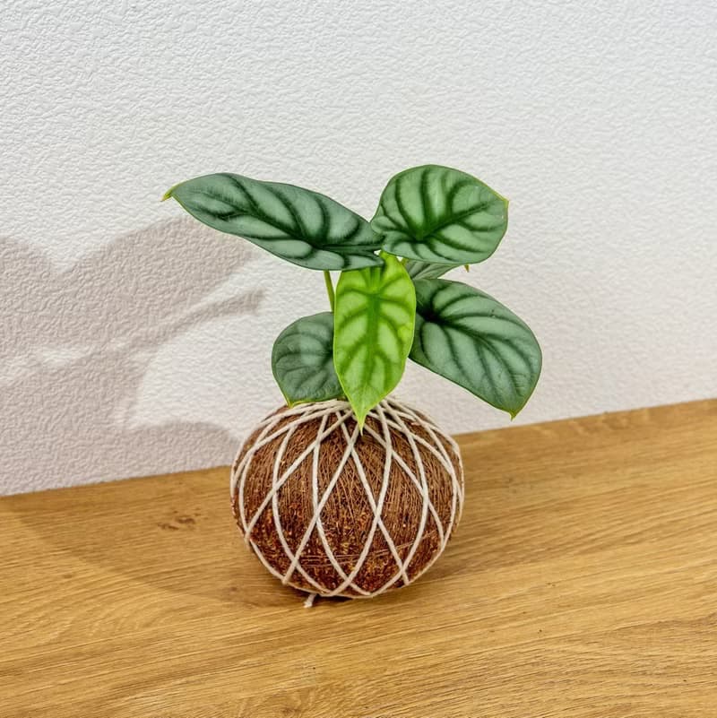 苔球植物 銀龍觀音蓮苔球 苔玉 禮物 送禮 桌上盆栽