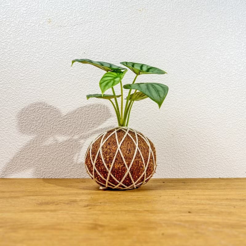 苔球植物 銀龍觀音蓮苔球 苔玉 禮物 送禮 桌上盆栽