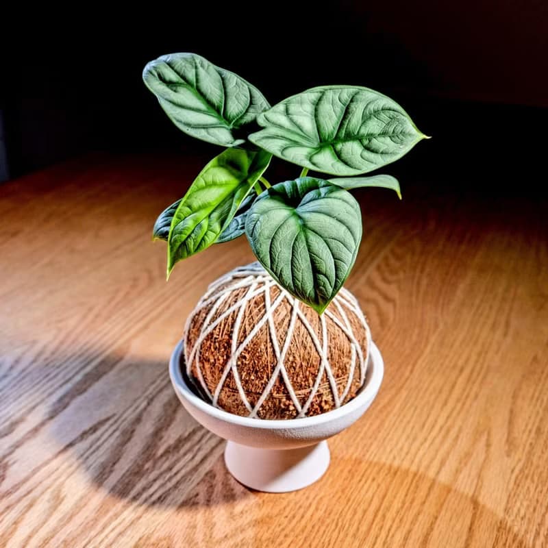 苔球植物 銀龍觀音蓮苔球 苔玉 禮物 送禮 桌上盆栽