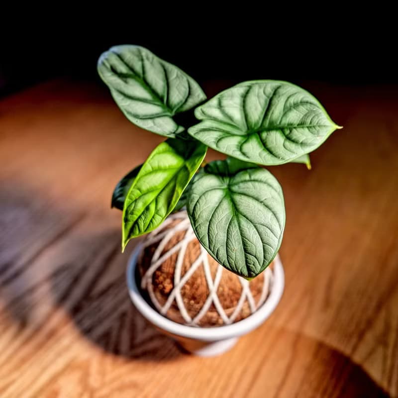 苔球植物 銀龍觀音蓮苔球 苔玉 禮物 送禮 桌上盆栽