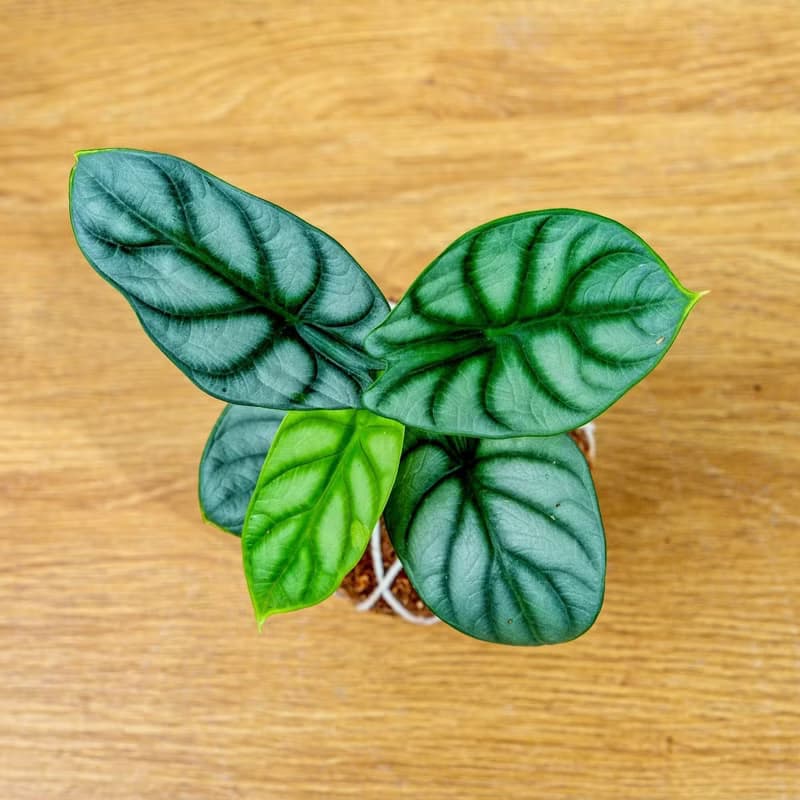 苔球植物 銀龍觀音蓮苔球 苔玉 禮物 送禮 桌上盆栽