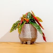 鱒魚秋海棠 小樹葉紋 水泥盆栽 桌上盆栽 開幕送禮 喬遷禮物