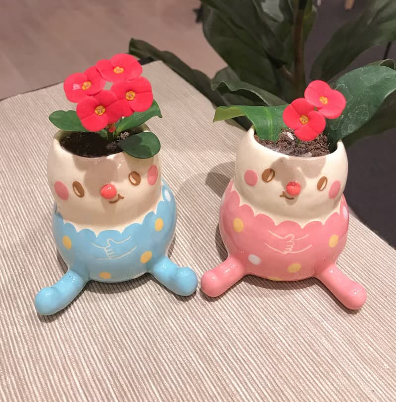 看對眼倆小盆栽