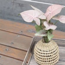 水培植栽 l 粉紅佳人_室內植物 辦公室盆栽 店內擺設 送禮