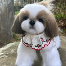 獅子狗 逼真的毛絨玩具 擴香石 貓 擴香 送禮 貓 送禮
