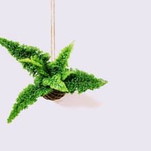 密葉腎蕨苔球│板植│室內植物│窗邊植物│觀葉植物