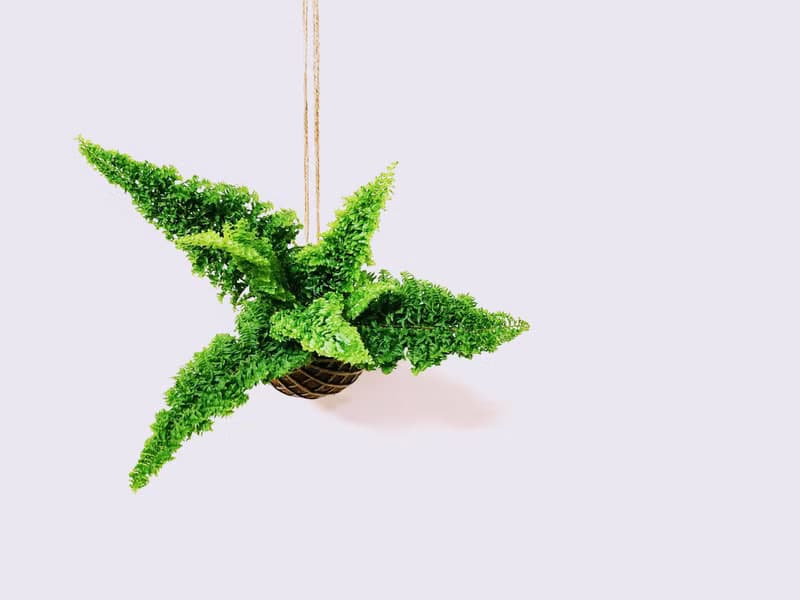 密葉腎蕨苔球│板植│室內植物│窗邊植物│觀葉植物