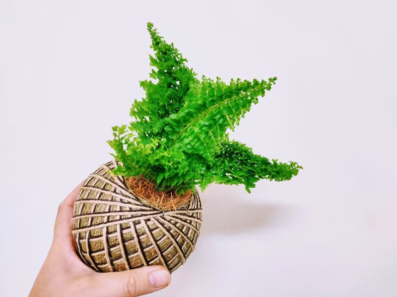 密葉腎蕨苔球│板植│室內植物│窗邊植物│觀葉植物