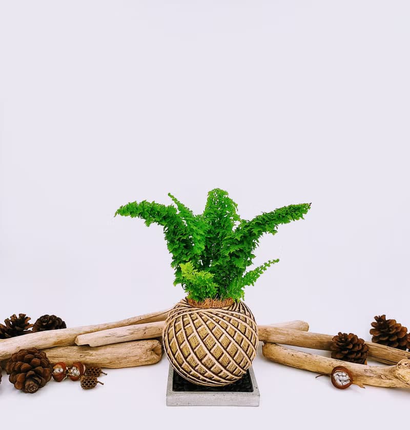 密葉腎蕨苔球│板植│室內植物│窗邊植物│觀葉植物