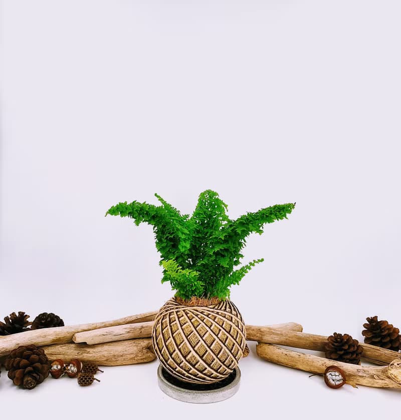 密葉腎蕨苔球│板植│室內植物│窗邊植物│觀葉植物