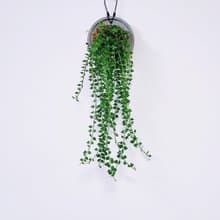 百萬心│水泥上板植栽│窗邊植物│陽台植物│觀葉植物│多肉