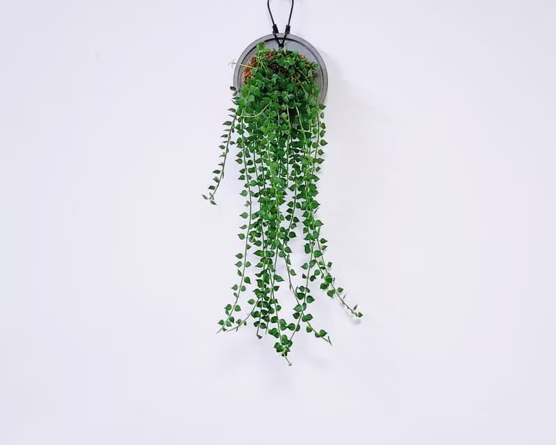 百萬心│水泥上板植栽│窗邊植物│陽台植物│觀葉植物│多肉
