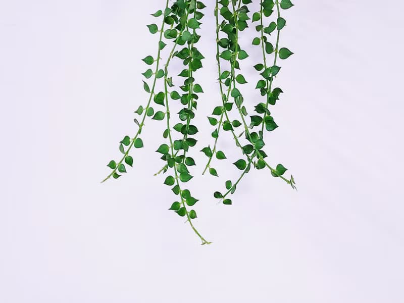 百萬心│水泥上板植栽│窗邊植物│陽台植物│觀葉植物│多肉