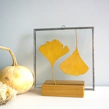 銀杏葉 樹葉 黃葉裝飾 植物禮物創意