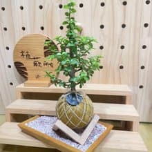 【植蕨所在】銀杏木 水苔球 室內植物 觀賞植物 開店送禮 新手植