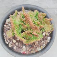 【荳荳多肉】【狗奴子綴化】喬遷│送禮│升遷│多肉植物