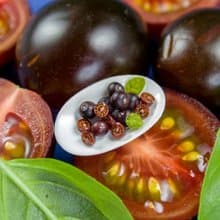 TUTORIAL Miniature chocolate cherry tomato cane with polymer clay | PDF + video