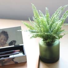 水培植栽│波士頓腎蕨_室內植物 辦公室盆栽  店內布置 送禮
