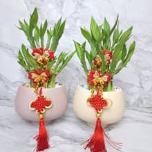 莫蘭迪質感奶油盆禮款 開運竹 開幕送禮 入厝賀禮 榮升禮品 水耕