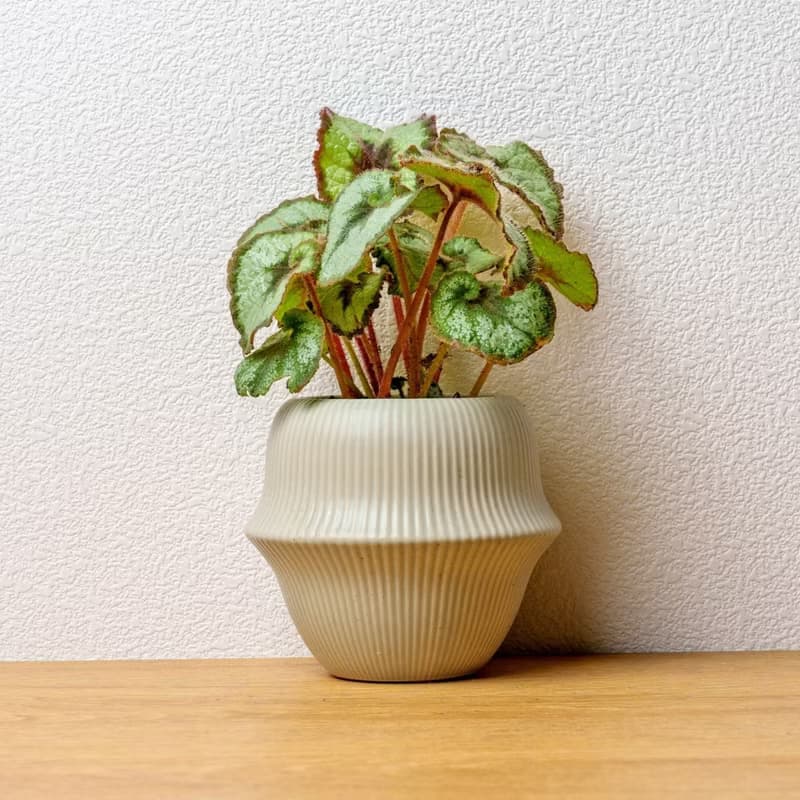 蝸牛海棠 現代感圓弧陶瓷盆淺綠色 桌上型盆栽 觀葉植物 禮物