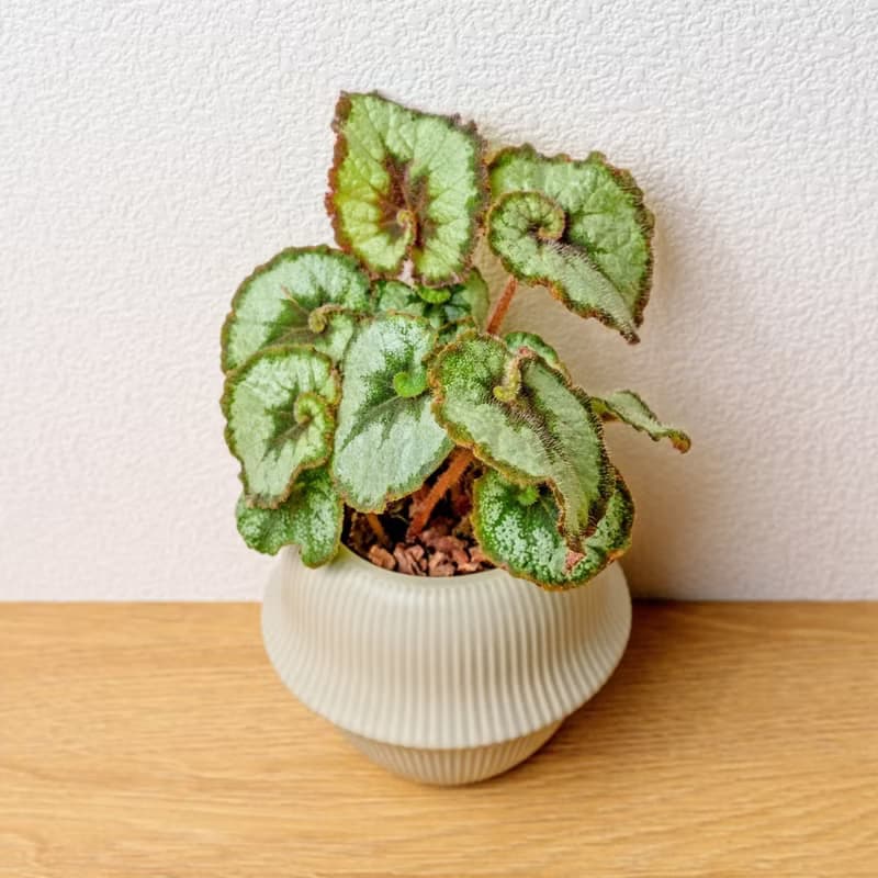 蝸牛海棠 現代感圓弧陶瓷盆淺綠色 桌上型盆栽 觀葉植物 禮物