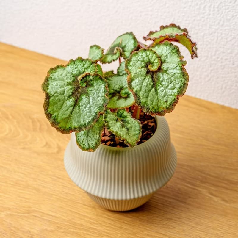 蝸牛海棠 現代感圓弧陶瓷盆淺綠色 桌上型盆栽 觀葉植物 禮物