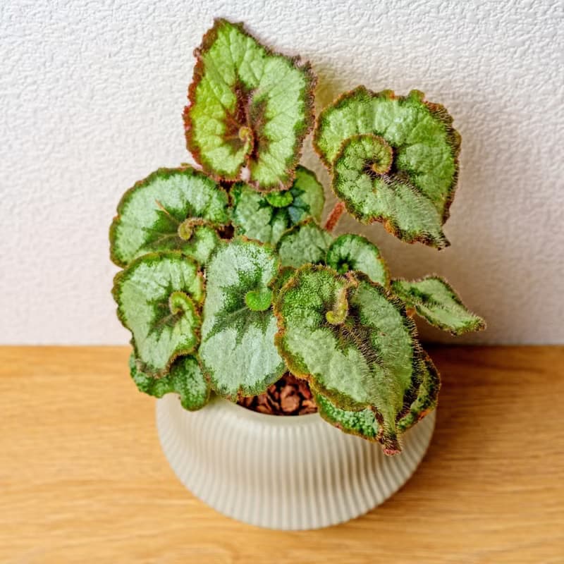 蝸牛海棠 現代感圓弧陶瓷盆淺綠色 桌上型盆栽 觀葉植物 禮物