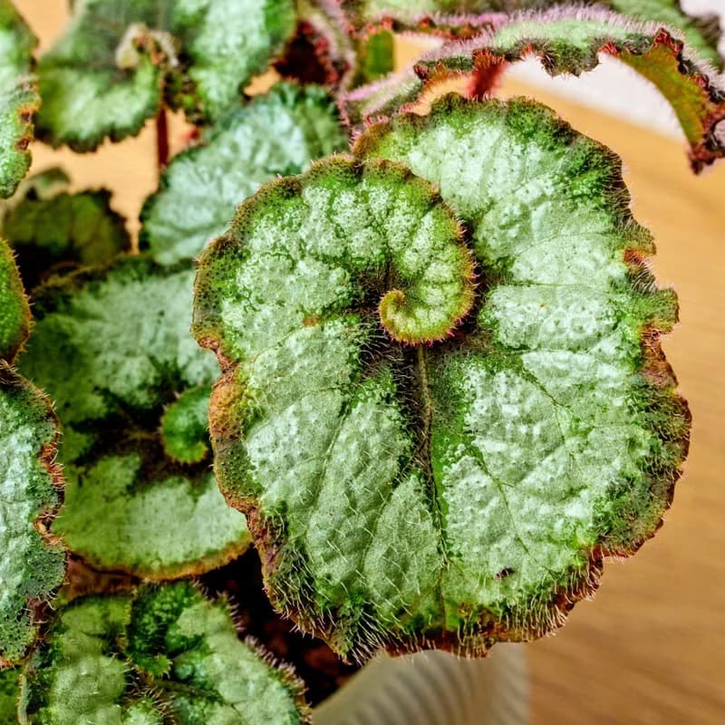 蝸牛海棠 現代感圓弧陶瓷盆淺綠色 桌上型盆栽 觀葉植物 禮物