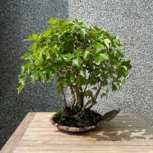 小品盆栽-宮樣楓 盆景 送禮