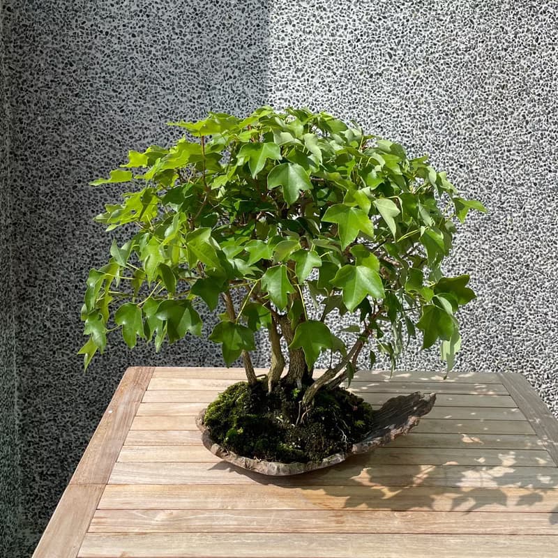 小品盆栽-宮樣楓 盆景 送禮