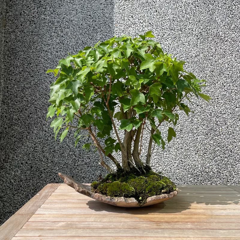 小品盆栽-宮樣楓 盆景 送禮